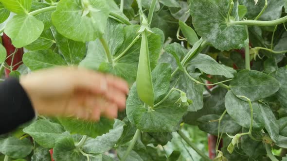 Girl picking a snow pea