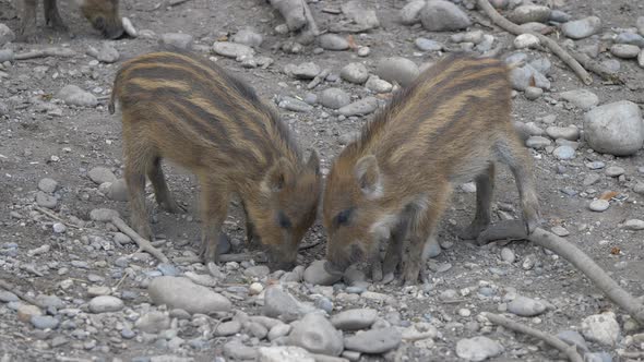 Cute Wild Boars foraging for food on rocky dirty ground and fighting each other,close up alt