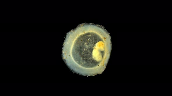 Movement of an Embryo in the Egg Casule of the Snail Gastropoda Under a Microscope, of the Family alt