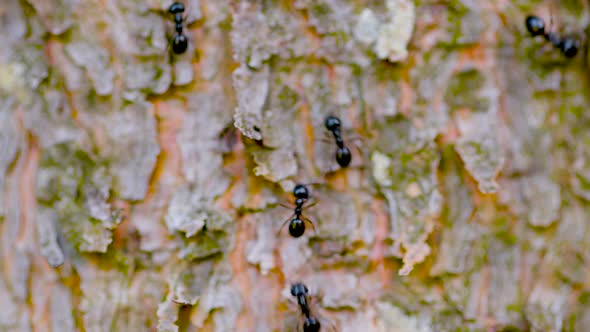 Ants  moving on a tree