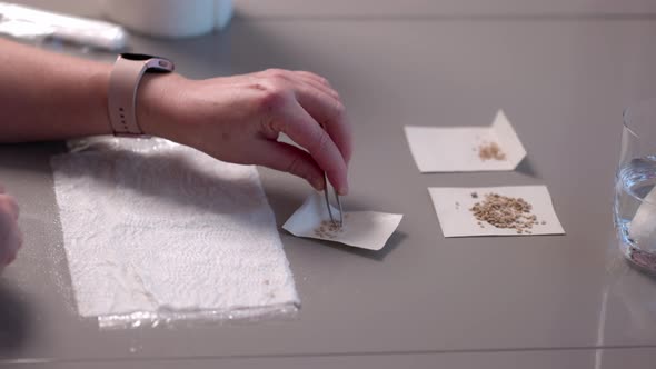 Close up view of female hands preparing tomato seeds for planting in early spring. alt