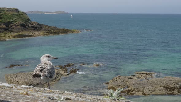 Gull on the balcony near Saint-Malo town in Bretagne France 4K 3840X2160 UltraHD footage - Beautiful alt