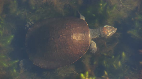 high angle view of a northern yellow-faced turtle swimming among plants alt