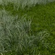 Green Grass  In The Park 4K - VideoHive Item for Sale