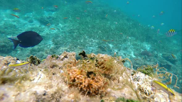 Colorful Seabed on the Coral Reef in the Caribbean Sea