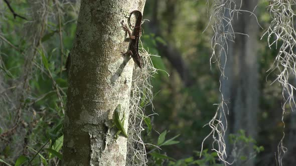Lizards on a Tree