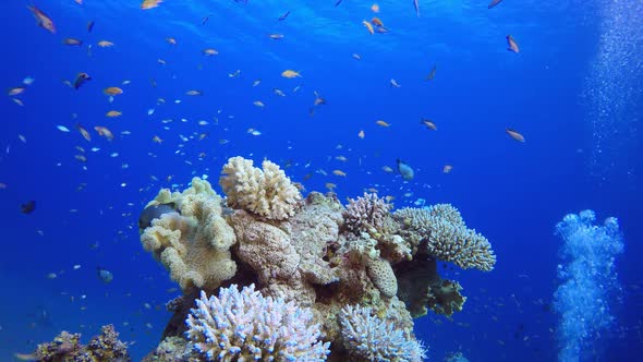 Tropical Coral Garden and Bubbles alt