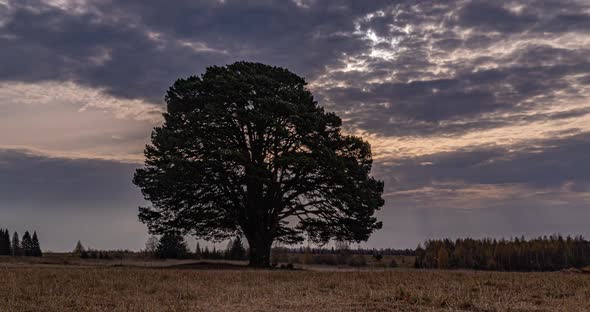 Hyperlapse Around a Lonely Tree in a Field During Sunset, Beautiful Time Lapse, Autumn Landscape alt