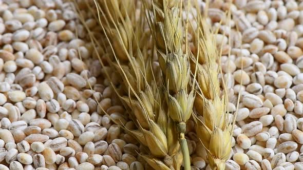 Barley Seeds Rotation