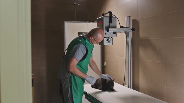 Vet Doctor X-Raying British Shorthair alt