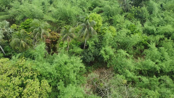 Aerial or top view of deep green forest or jungle. The leaves of green trees produce a lot of oxygen alt