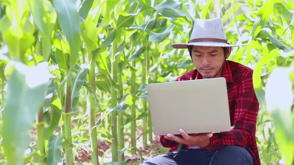 picture of a Thai farmer holding a notebook in a corn field examining crops,