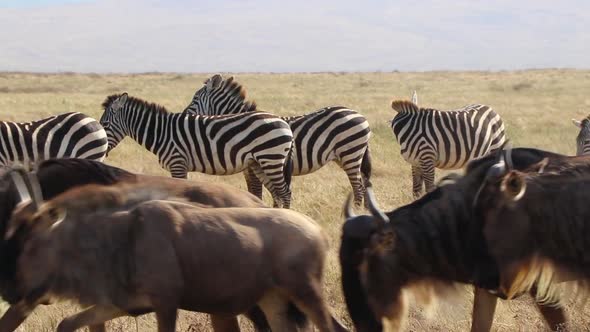A clip of a herd wildebeest, Connochaetes taurinus or Gnu marching past Zebra, Equus Quagga formerly alt