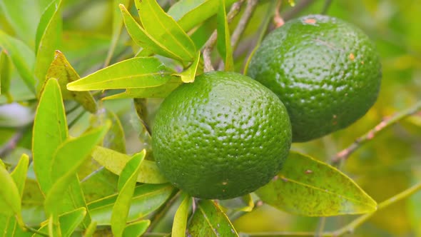 Green Mandarins and Mandarin Tree