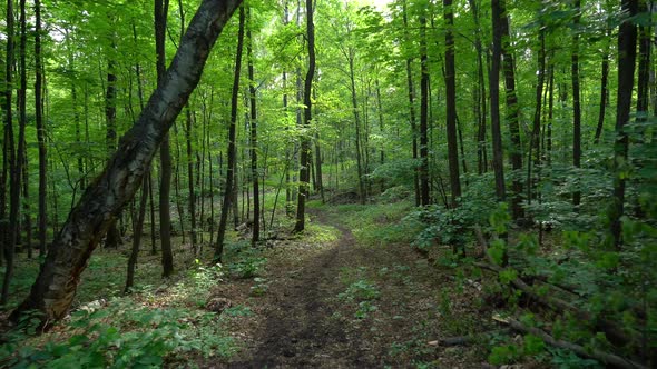 Calm green forest alt