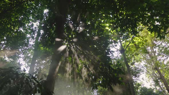 Beams of Light In The Morning Forest alt