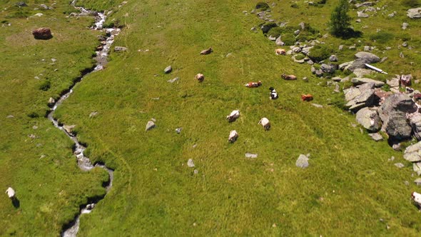 Aerial Video Of A Flock Resting On A Meadow While Grazing On A Mountain Pasture