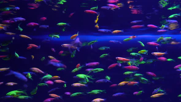 Lots of Small Bright Neon Fish in the Aquarium alt