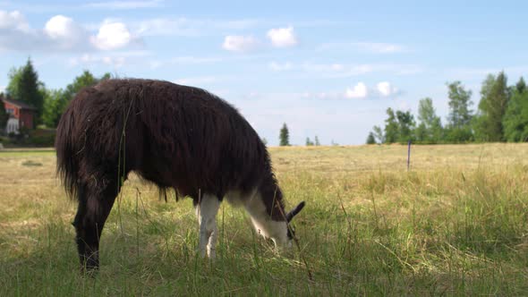 Black and White Llama in the Paddock on an Alpine Meadow Near the Farmhouse.