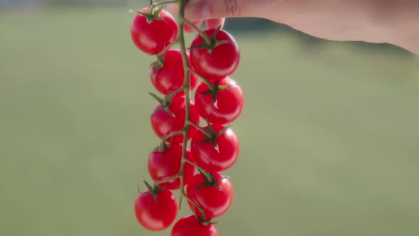 Bunch of Cherry Tomatoes Harvested on the Farm Vegetables Growth for Sale