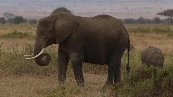 Elephant and Her Calf Feeding
