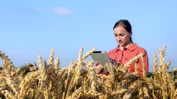 Caucasian Agronomist checking the field of cereals and sends data to the cloud from the tablet alt