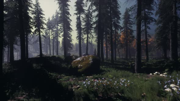 Moon Light Over the Spruce Trees of Magic Mystery Night Forest alt