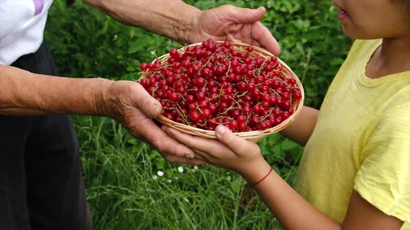 Child and Grandmother Harvest Red Currants alt