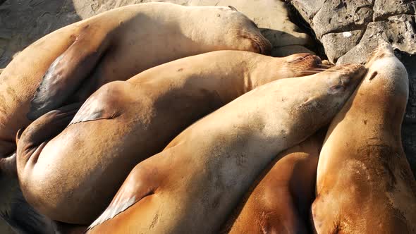Sea Lions on the Rock in La Jolla. Wild Eared Seals Resting Near Pacific Ocean on Stones. Funny Lazy