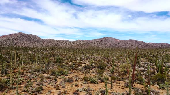 Cactus Plants On A Dry Landscape Under White Cloudy Sky In Baja California Sur, Mexico. aerial alt