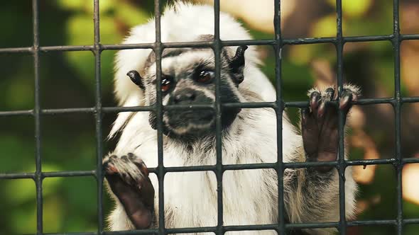 Monkey behind bars in slow motion.