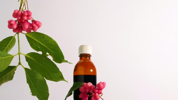 Eonimus Berry. Homeopathy Healing Medicines From Natural Herbs Or Plants On A White Background
