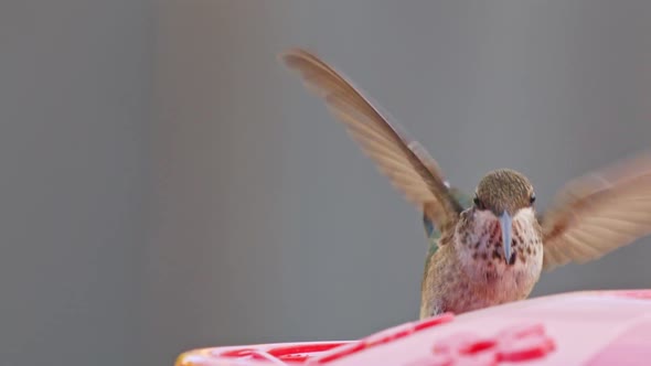Hummingbird drinking from bird feeder in slow motion