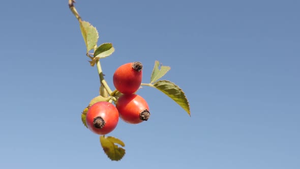 Rose hips on the wind slow-mo 1080p FullHD tilting footage - Rosa canina against blue sky slow motio alt