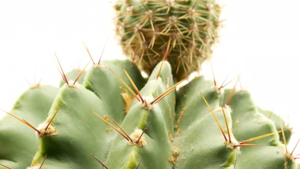 Cactus on Isolated White Background 