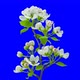 Time Lapse Of Apple Flowers Blooming - VideoHive Item for Sale