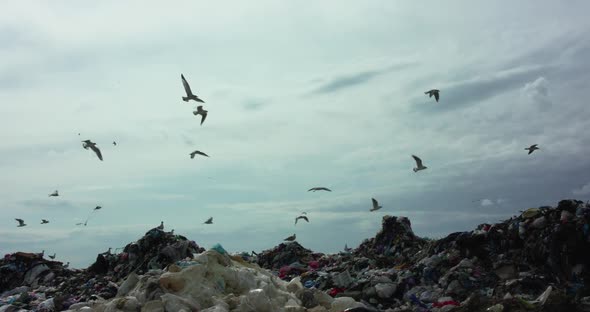 Background of Seagull Flock Flying Above Landfill Dump Site on Sky Horizon alt