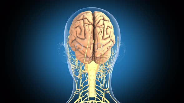 Human Brain Rotation Loop, Motion Graphics | VideoHive