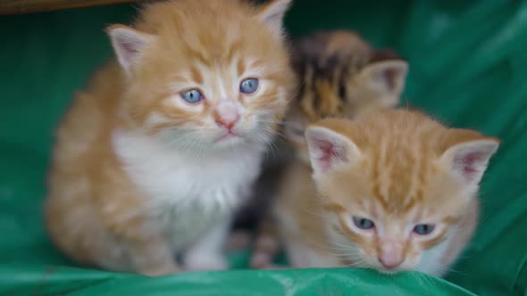 three cute fluffy baby cats alt