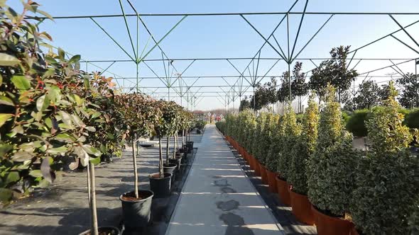 walk between young small trees alt