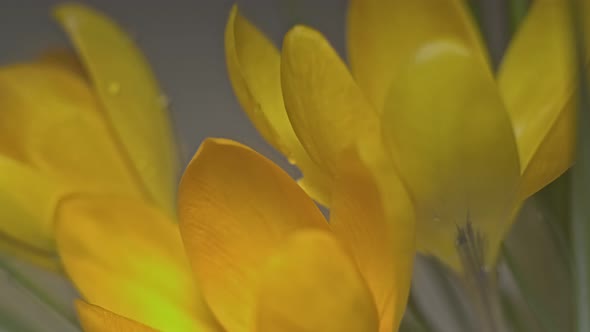 Footing of the Falling Yellow Crocuses with Drops of Dew on the Buds