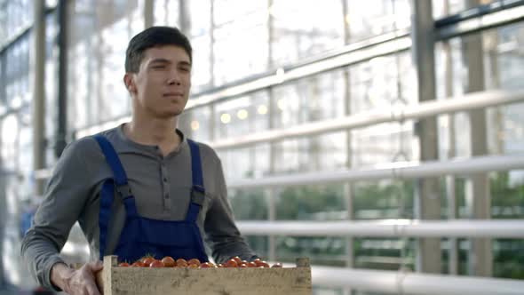 Greenhouse Worker with Harvest of Tomatoes alt