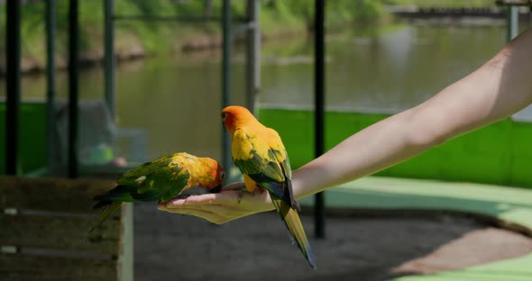 Feed parrot in tourist farm