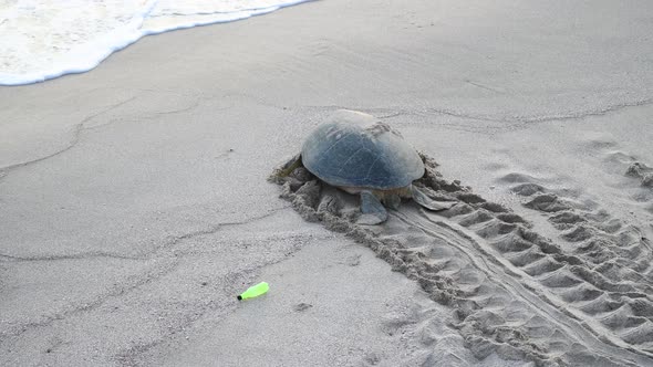 Turtle Moving on Sand to the Sea After Nesting