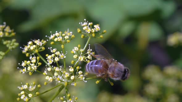 Bee  Collects Nectar