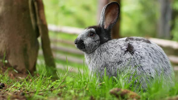 Cute fluffy gray rabbit with big ears looking straight into the camera, green flower meadow alt