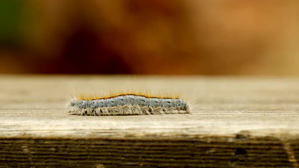 Extreme macro close up and extreme slow motion of a Western Tent Caterpillar moth walking on a wood alt