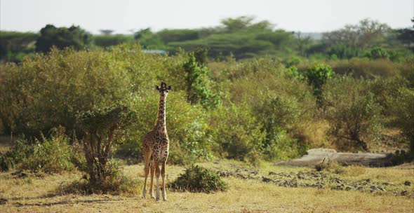 Giraffe in the wilderness alt