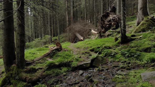 Background of Forest in Mountains alt