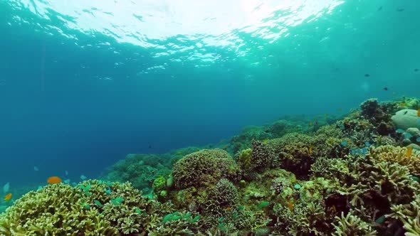 Coral Reef and Tropical Fish alt